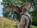 Roofvogelshow