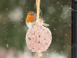 Winterbuffet voor vogels