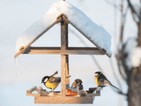 Winterbuffet voor vogels