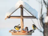 Winterbuffet voor vogels