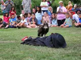 Interactieve roofvogelshow
