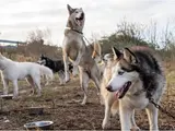 Sledehonden workshop