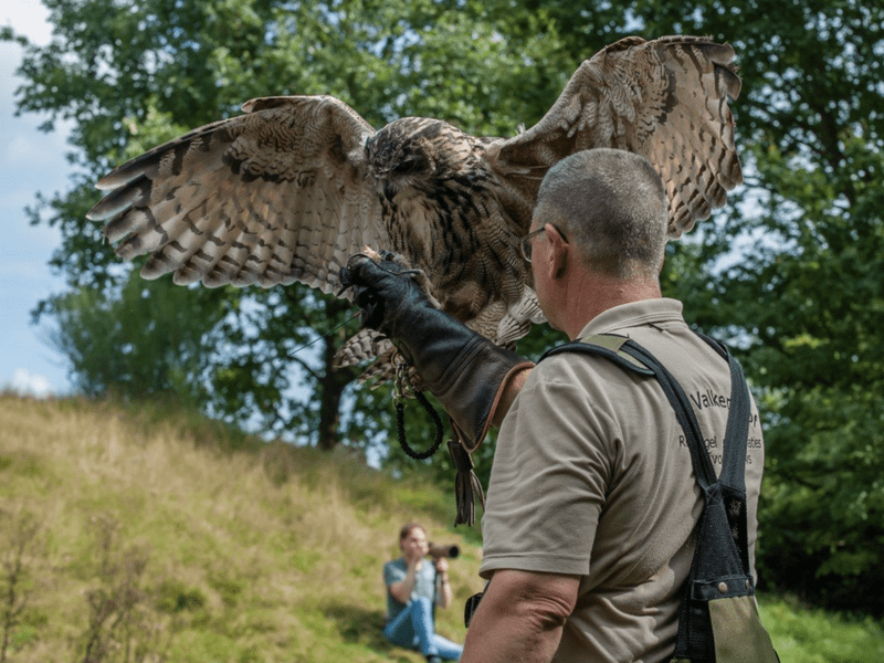 Roofvogelshow