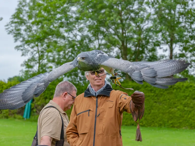 Roofvogelshow