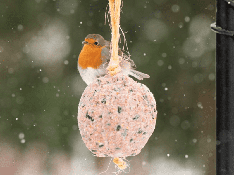 Winterbuffet voor vogels