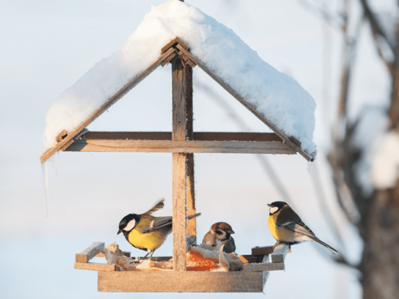 Winterbuffet voor vogels