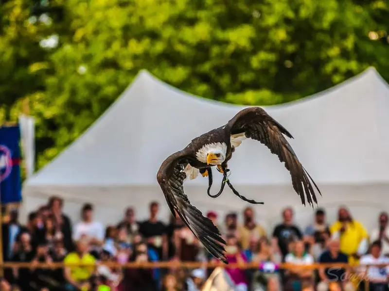 Interactieve roofvogelshow